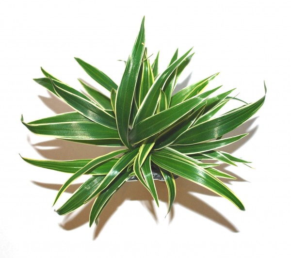 chlorophytum bichetii acquario