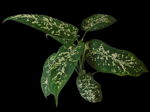 Dieffenbachia-potatura