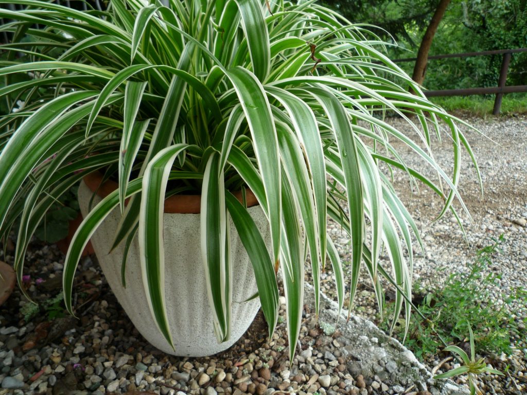 falangio