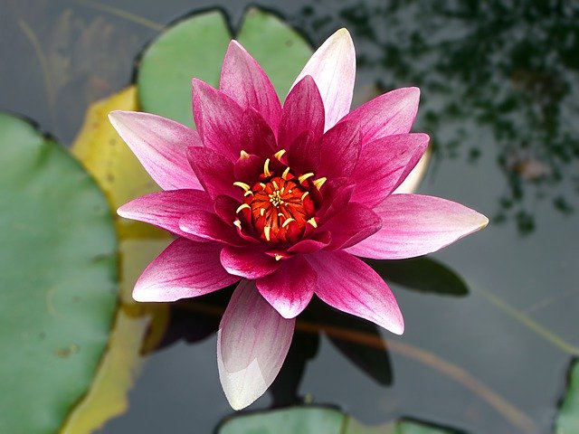 fiore di ninfea