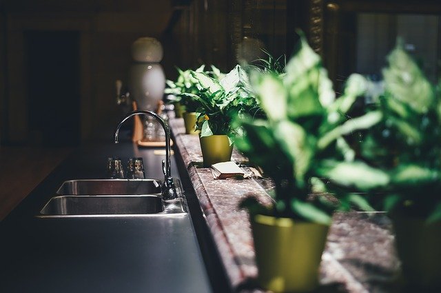 Piante che resistono in cucina