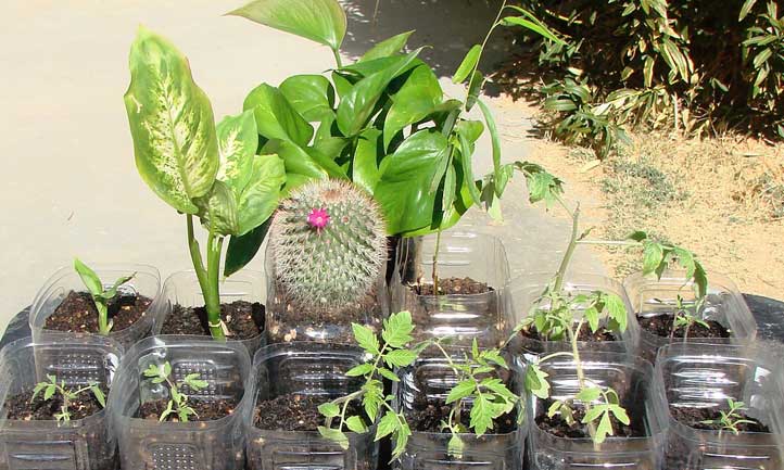 Dieffenbachia riproduzione in acqua