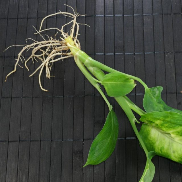 Dieffenbachia riproduzione in acqua
