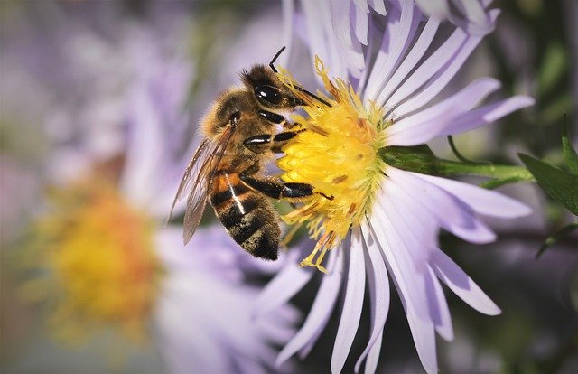 ape su fiore di aster