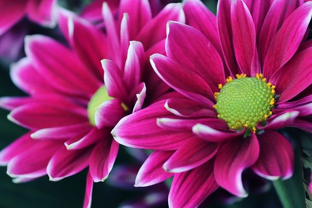 aster coltivazione in vaso