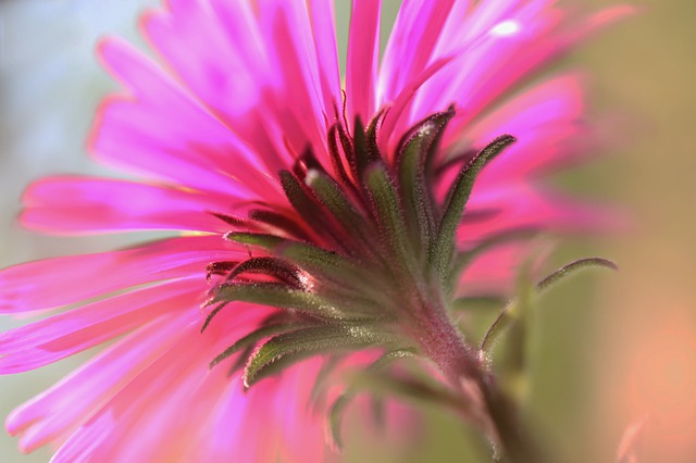 aster rosa