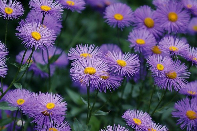 aster tongolensis viola