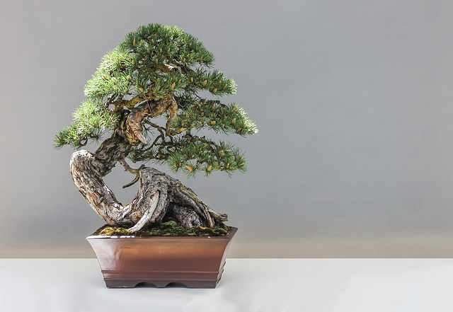 Avocado bonsai come fare