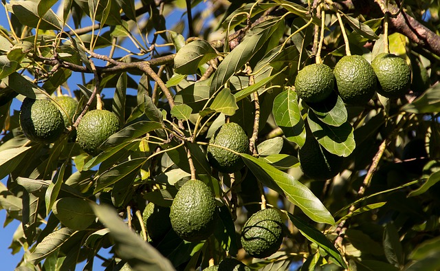 Avocado bonsai come fare