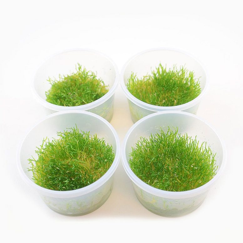 piante acquario in vitro