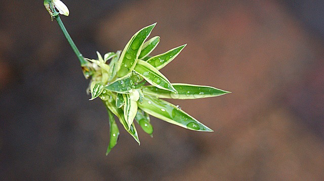 chlorophytum