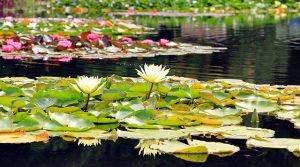 concime per ninfee