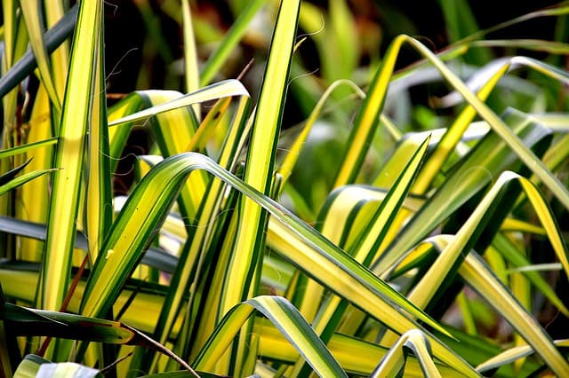 falangio foglie gialle