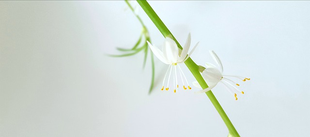 fiore di falangio
