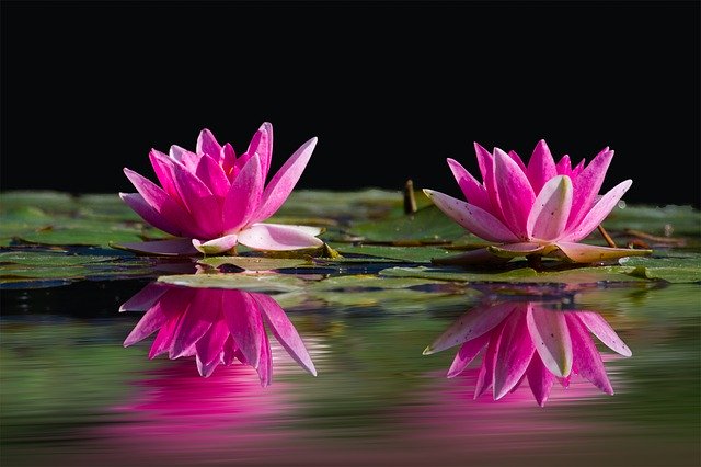 fiori di ninfee rosa