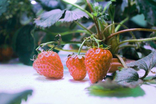 fragole in idrocoltura