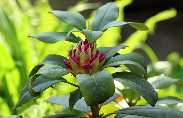 gemma rhododendron
