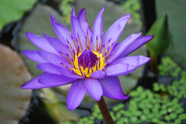 ninfee viola