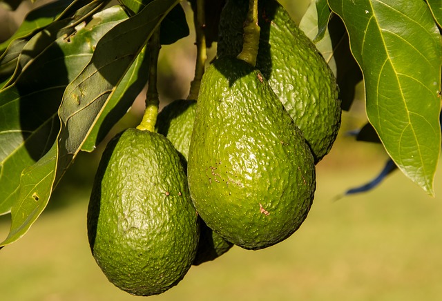 pianta avocado potatura