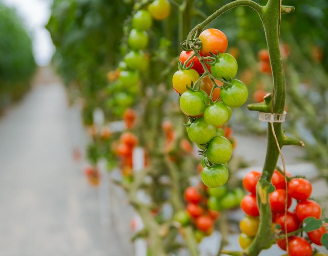 pomodoro in idrocoltura