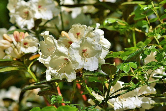 rhododendron bianco