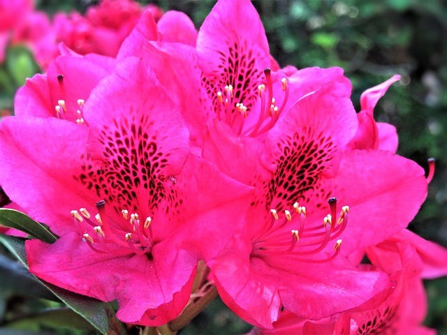 rododendro rosa
