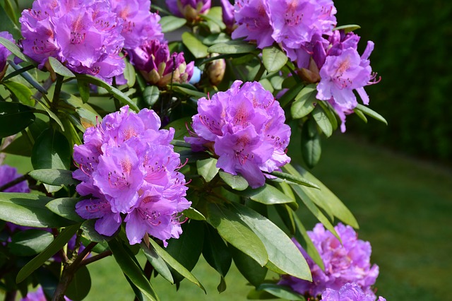 rododendro viola