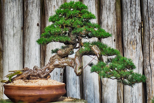 bonsai defogliazione (2)