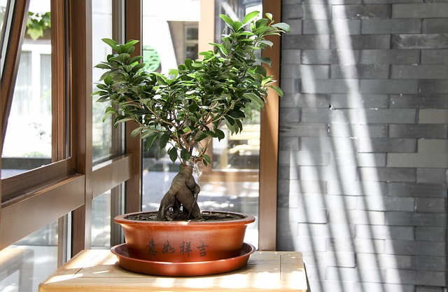 bonsai defogliazione