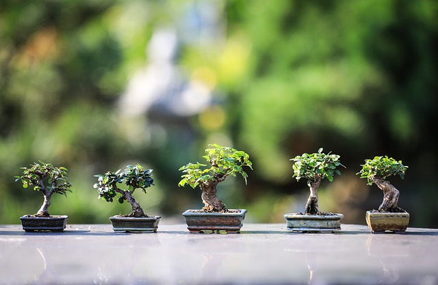 Bonsai e defogliazione