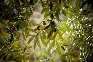 come fare un bonsai di ulivo
