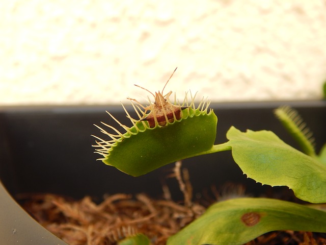 dionea muscipula