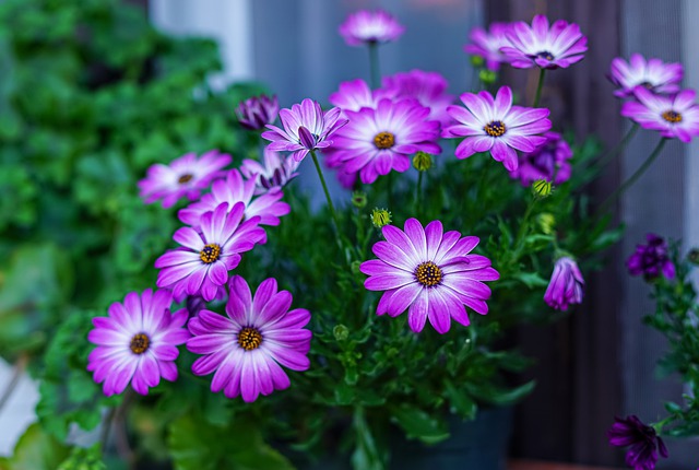 fiori di gerbera