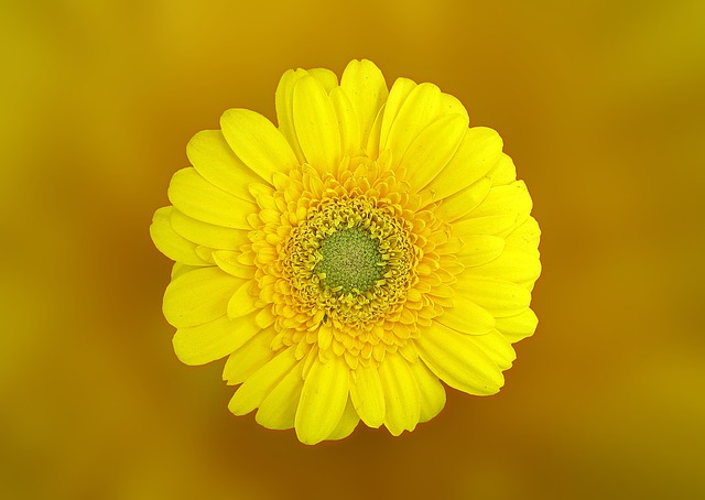 gerbera