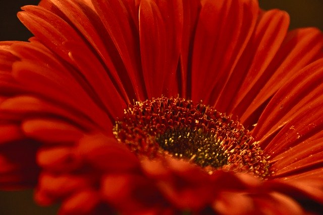 gerbera jamesonii