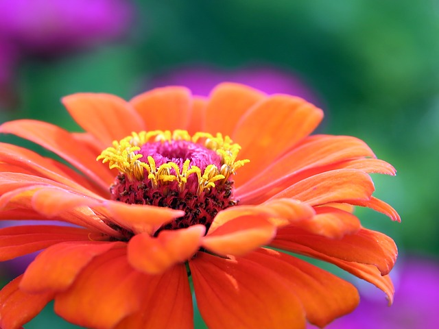 gerbera - pianta erbacea