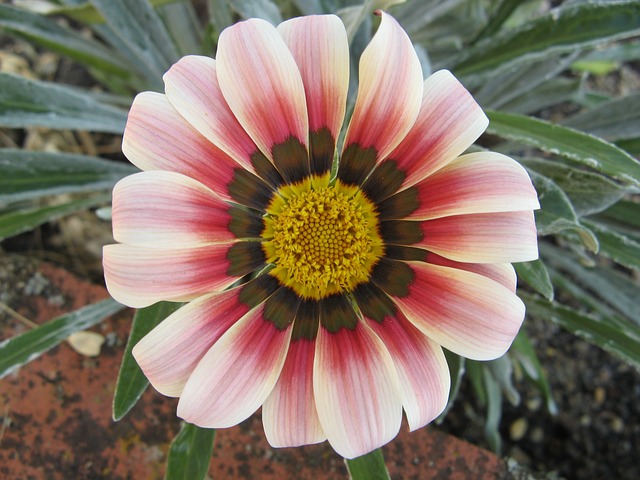 gerbera