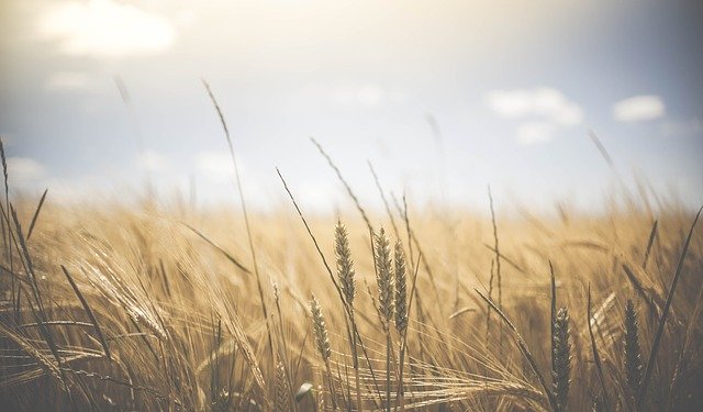 impresa agricola