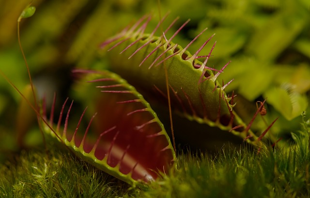 pianta carnivora - dionea