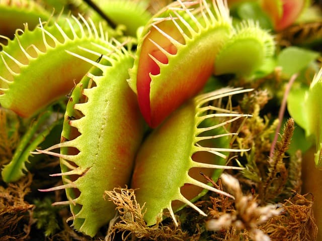 pianta carnivora
