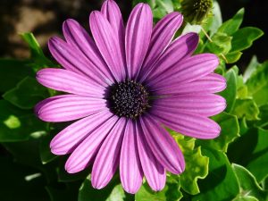 proprietà gerbera