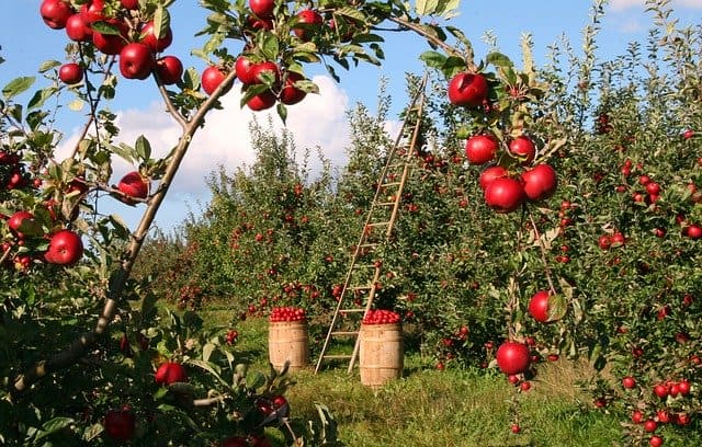 quanto guadagna un imprenditore agricolo