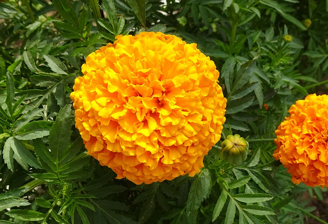 tagetes erecta