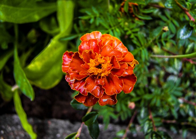 tagetes