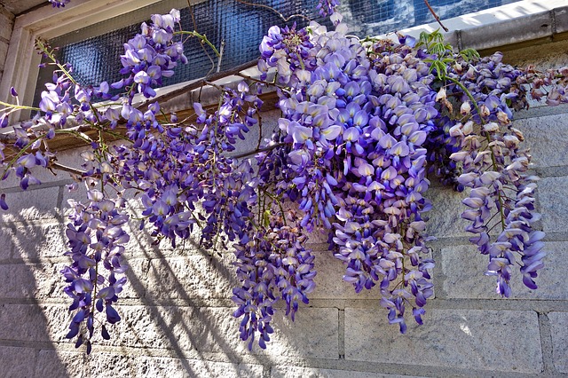 wisteria floribunda