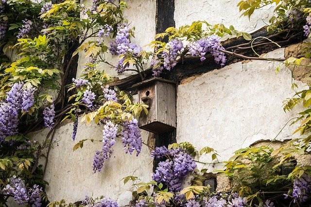 wisteria floribunda