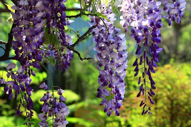 wisteria