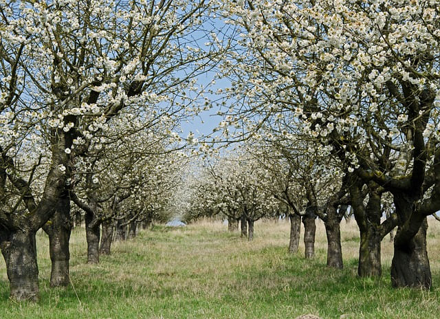 alberi da frutto