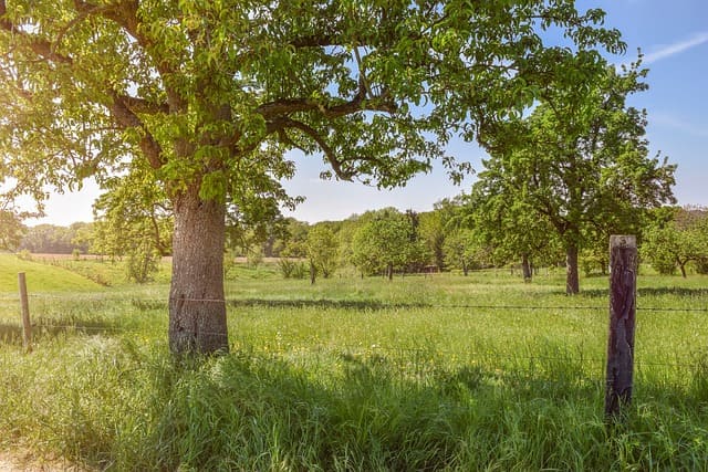 albero