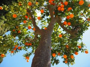 calce idrata per alberi da frutto